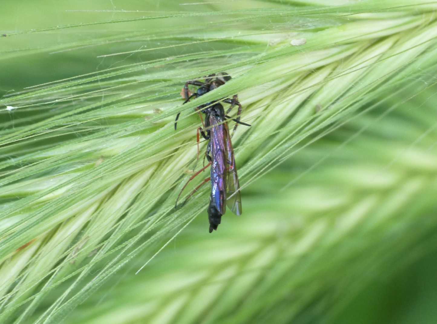 Strana preda di un ragno: forse, Cephidae